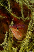 Oxycirrhites typus Poisson faucon a long nez Antipathes galapagensis-La Paz Epave Fang Ming-16m-20181026-Denis-ADER-DSC_0410_tn